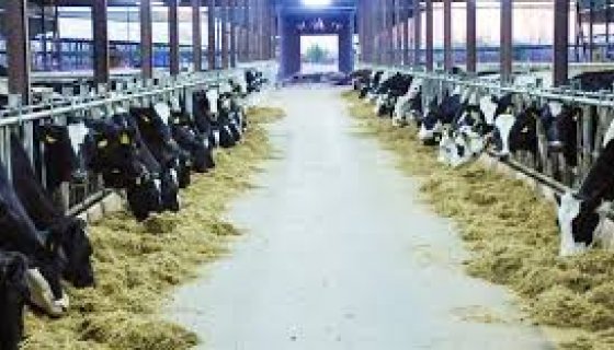 İvan Hayvancılık 120 Başlık  Süt Sığırcılığı Tesisi